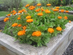 Marigolds in box planter